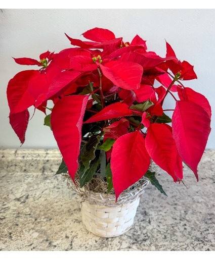 6in Red Poinsettia Blooming Plant