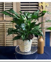 6inch Peace Lily 