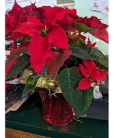 6inch poinsettia with foil poinsettia plant