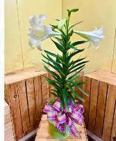 6"Sg. Easter Lily Plants