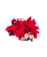 7.5 Double Poinsettia 