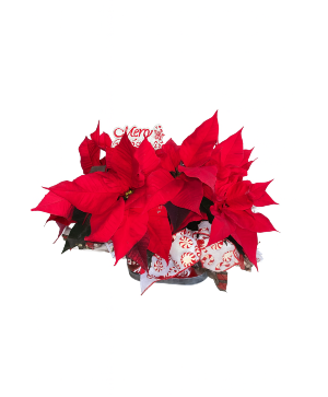 7.5 Double Poinsettia 