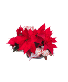7.5 Double Poinsettia 