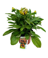 7.5" Fall Annual Rudbeckia Sarah 