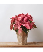 7.5" Pink Poinsettia Plant