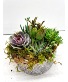 Sweet Serenity Succulent Garden 