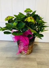7" Potted Hydrangea Plant in basket 