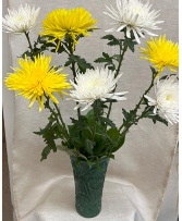 7 Spider Mums  $25 Option