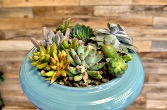 7" Succulent Garden 