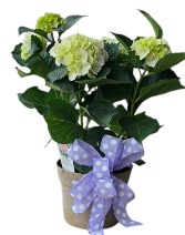 7" White Hardy Hydrangea 