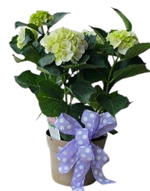 7" White Hardy Hydrangea 