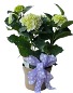 7" White Hardy Hydrangea 
