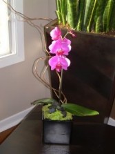 Phalaenopsis Orchid Plant 