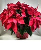 8.5 in. Poinsettia  -  NFS-CP2 Plant