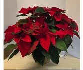 8.5 in. Poinsettia  -  NFS-CP2 Plant