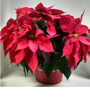 8.5 in. Poinsettia  -  NFS-CP2 Plant