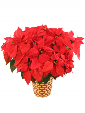 8.5 inch Potted Red Poinsettia    Blooming Plant 