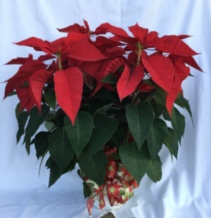 8.5” Poinsettia Plant