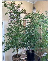 8-9 ft. Benjamina Ficus Trees with container Trees