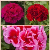 8" Assorted Geranium Porch Planters 2 Assorted Porch Planters