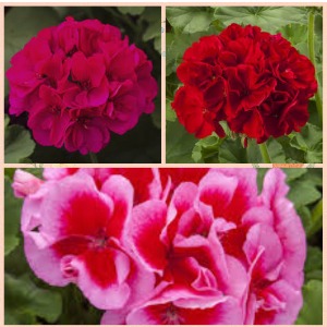 8" Assorted Geranium Porch Planters 2 Assorted Porch Planters