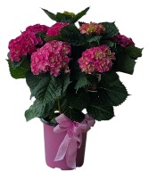 10" Assorted Hardy Hydrangea with a bow 