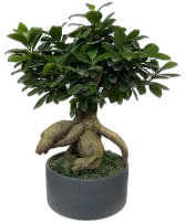 8'' BONSA IN CERAMIC Statement Plant