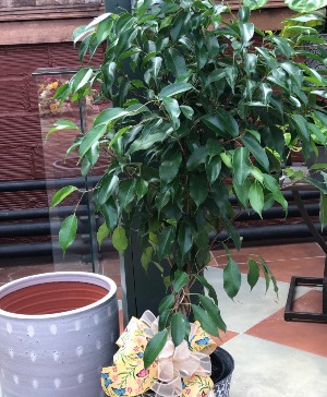 8" Braided Ficus benjamina 
