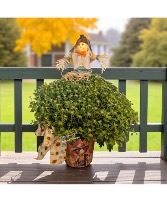 8” Bronze Hardy Mum Outdoor Blooming 