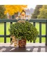 8” Bronze Hardy Mum Outdoor Blooming 