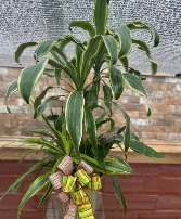 8" Combo Planter featuring Dracena 