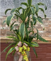 8" Combo Planter featuring Dracena 