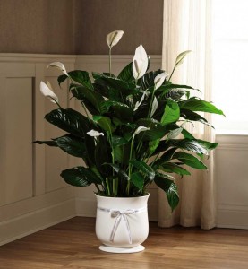 8" Comfort Planter FTD in Springfield, IL | FLOWERS BY MARY LOU INC 8" Comfort Planter FTD in Springfield, IL | FLOWERS BY MARY LOU INC