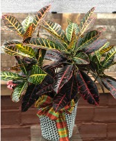 8" Croton 