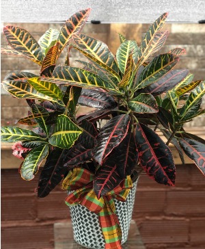 8" Croton 
