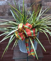 8" "Dracaena marginata 'Tricolor'" 