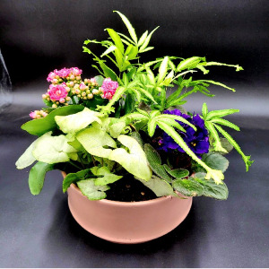 8" EURO GARDEN EUROPEAN DISH GARDEN