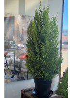 8" GOLD CREST LEMON CYPRESS