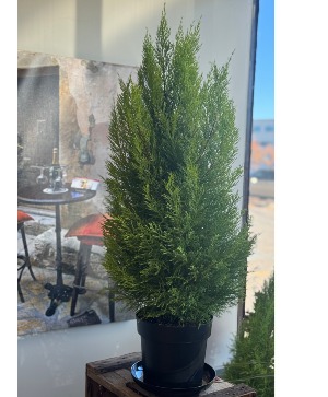 8" GOLD CREST LEMON CYPRESS