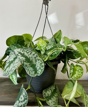 8" Hanging Silvery Anne Pothos plant