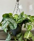 8" Hanging Silvery Anne Pothos plant