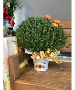8” Hardy Mum Outdoor Blooming 
