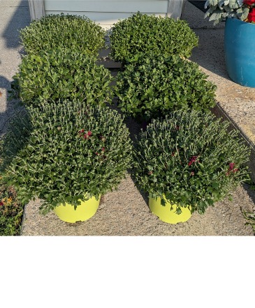 8" Hearty Fall Mums NFS-P128 in Plattsburgh, NY | NELSON'S FLOWER SHOP