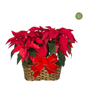 8" Holiday Poinsettia 