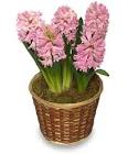 Hyacinth  Potted bulb plant in Portland, MI | COUNTRY CUPBOARD FLORAL