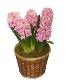 Hyacinth  Potted bulb plant