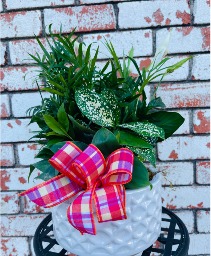 8 Inch Dish Garden Plant
