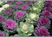 8 INCH FLOWERING CABBAGE 