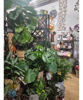 8 inch green plant plants