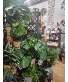 8 inch green plant plants
